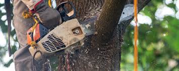 Best Commercial Tree Services  in Phenix City, AL