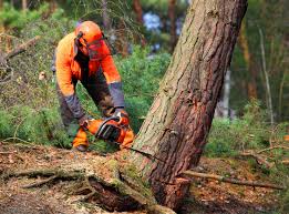 Lawn Watering Services in Phenix City, AL