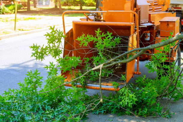 Best Pest Control for Lawns  in Phenix City, AL
