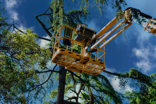Trusted Phenix City, AL Tree Services Experts